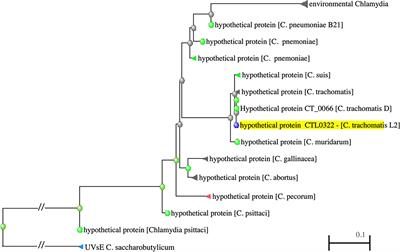 The sRNA Regulated Protein DdbA Is Involved in Development and Maintenance of the Chlamydia trachomatis EB Cell Form